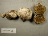 Mycenastrum corium image