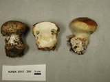 Cortinarius cupreorufus image