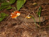 Russula aurea image