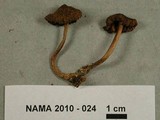 Inocybe lanuginosa image