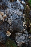 Kretzschmaria deusta image