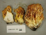 Ramaria sandaracina image