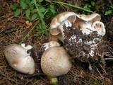 Cortinarius crassus image