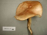 Rhodocollybia maculata image