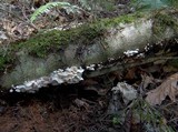 Hemimycena candida image