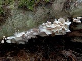 Marasmiellus candidus image