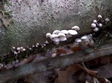 Hemimycena candida image