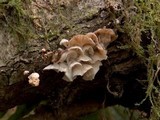 Hemimycena candida image