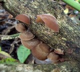 Auricularia fuscosuccinea image