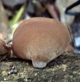 Auricularia fuscosuccinea image