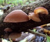 Auricularia fuscosuccinea image