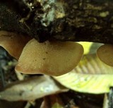 Auricularia fuscosuccinea image