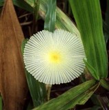 Leucocoprinus fragilissimus image