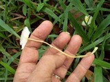 Leucocoprinus fragilissimus image