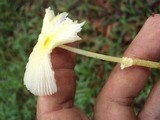 Leucocoprinus fragilissimus image