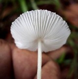 Leucocoprinus fragilissimus image