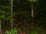Russula aurea image