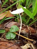 Leucocoprinus fragilissimus image