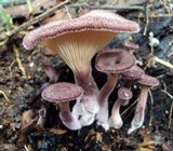 Panus neostrigosus image