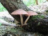 Psathyrella delineata image