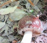 Psathyrella delineata image