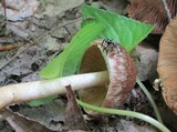 Psathyrella delineata image