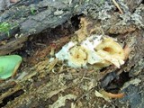 Psathyrella delineata image