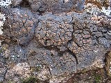 Fuscopannaria ignobilis image