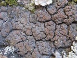 Fuscopannaria ignobilis image