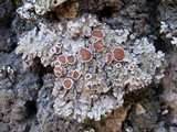 Pannaria rubiginosa image
