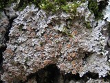 Pannaria rubiginosa image