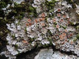 Pannaria rubiginosa image