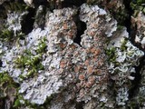 Pannaria rubiginosa image