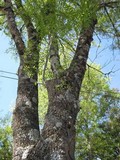 Pannaria rubiginosa image