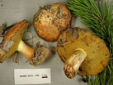 Suillus albivelatus image