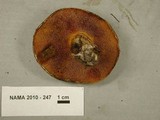 Suillus lakei image