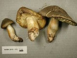 Tricholoma saponaceum image