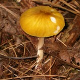 Pluteus leoninus image