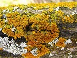 Oxneria fallax image