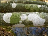 Arthothelium norvegicum image