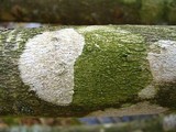 Arthothelium norvegicum image