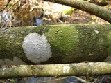 Arthothelium norvegicum image