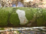 Arthothelium norvegicum image