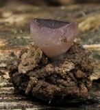 Peziza gerardii image