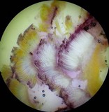 Peziza gerardii image