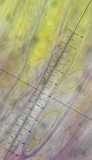 Peziza gerardii image