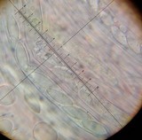 Peziza gerardii image