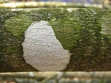Arthothelium norvegicum image