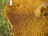 Suillus americanus image
