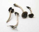 Psathyrella bipellis image